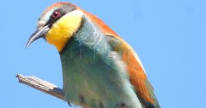 abejaruco europeo Merops apiaster recorte Abejarucos