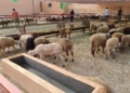 ae25beef 27cc 4e2a a61f 67ed5efcc95d Llegan a Melilla los corderos de la Pascua