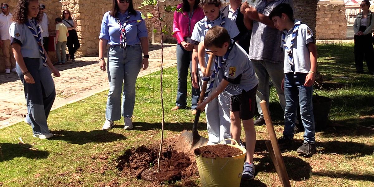 arbol scouts 2 Los Scouts de Melilla celebran medio siglo de vida con la plantación de un algarrobo