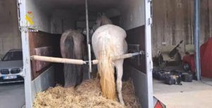 bc02033e 53b9 4e05 b869 fc9803e5d9d0 Utilizaban vehículos de transporte de caballos para traficar con drogas de Melilla a Europa