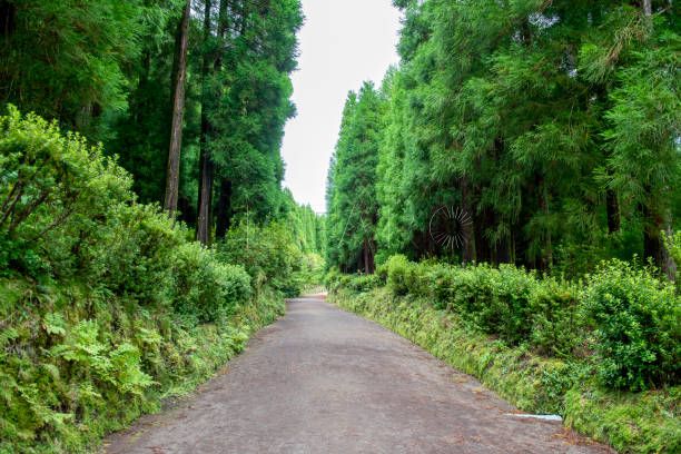 Sao Miguel, pictures of volcanic lakes, wild tropical forest, lots of greenery