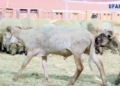 c0fcf259 a8aa 4908 ac06 02c86fb54ff4 La polémica por el precio de los corderos de la Pascua no deja de crecer en Melilla