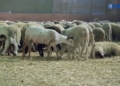 c349f2b7 a84d 4675 bfad f263bb60eecf La polémica por el precio de los corderos de la Pascua no deja de crecer en Melilla