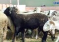 c44cd39e 2ea4 404f 8ce4 835a107dad42 La polémica por el precio de los corderos de la Pascua no deja de crecer en Melilla