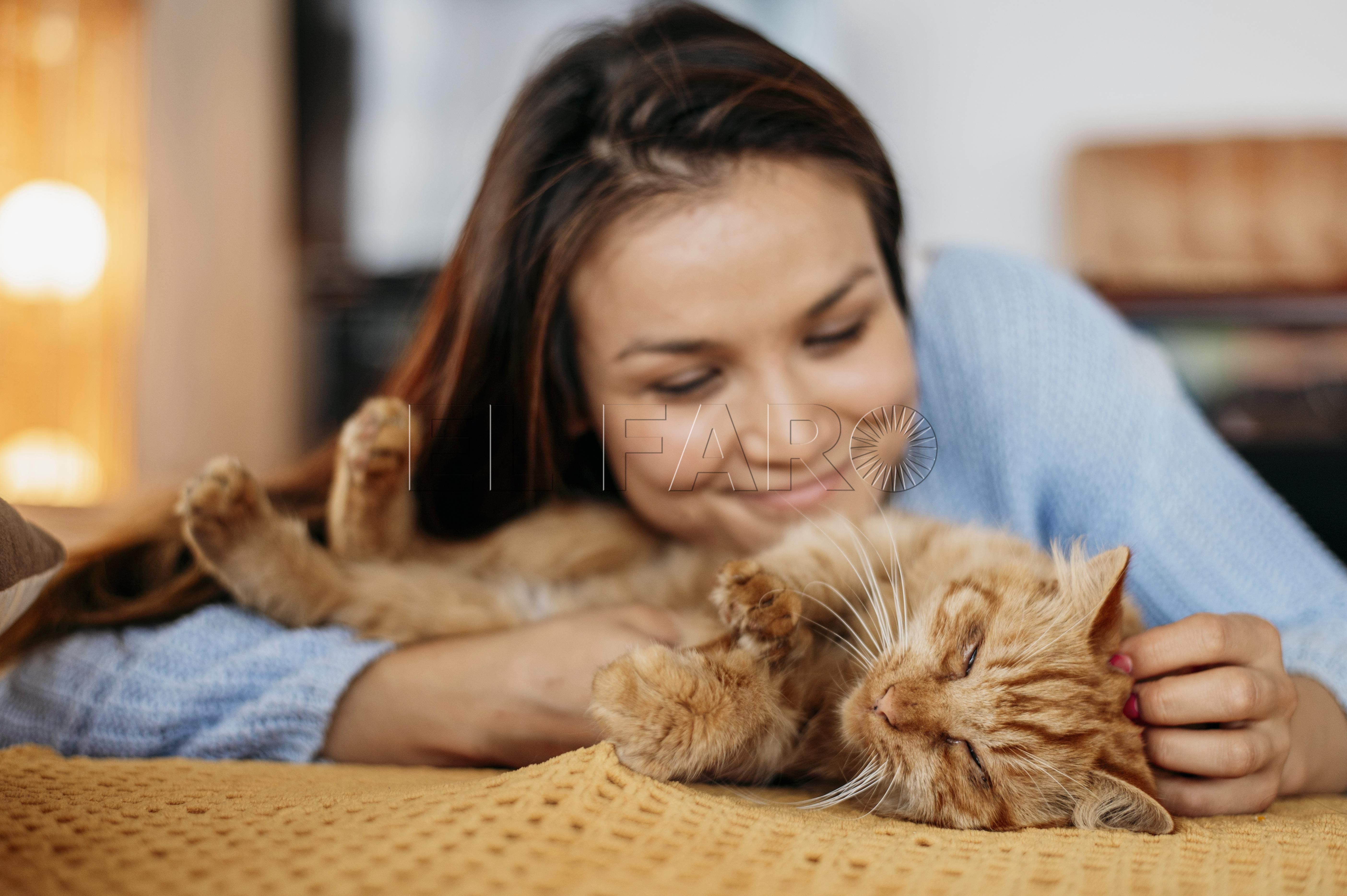 owner petting adorable cat Ansiedad por separación en los gatos