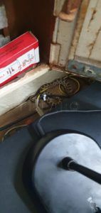 serpiente carcel Aparece una serpiente en la cárcel de Melilla