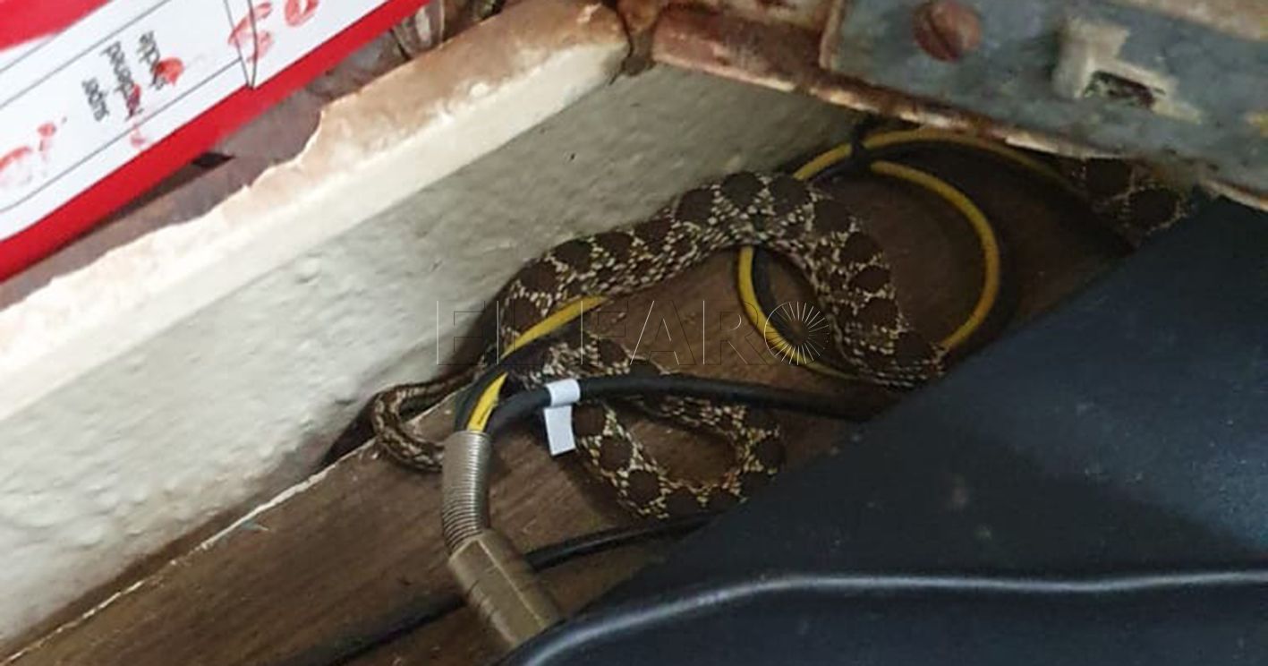 serpiente carcel recorte Aparece una serpiente en la cárcel de Melilla