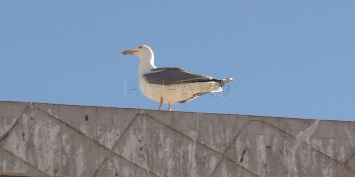 11111 Actuación de choque contra las gaviotas en el centro de la ciudad