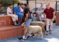 157ac887 681d 4d61 aae1 0f386b8289c8 Los puntos de sacrificio se llenan de vecinos, siguiendo la tradición por el Eid al Adha