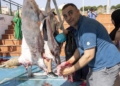 1e7d12ec d7f4 4044 ba15 02c6ddc233f2 Los puntos de sacrificio se llenan de vecinos, siguiendo la tradición por el Eid al Adha