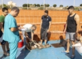 304086ca 50a0 4957 aaae bdbbe18e011b Los puntos de sacrificio se llenan de vecinos, siguiendo la tradición por el Eid al Adha