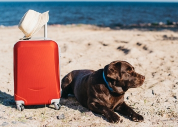 Captura de pantalla 2024 06 01 a las 13.42.46 Consejos para viajar con las mascotas