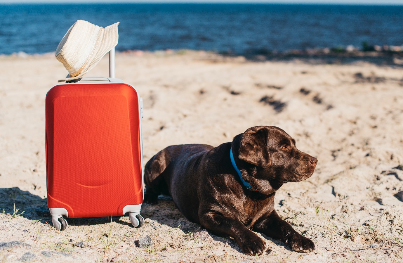 Consejos para viajar con las mascotas