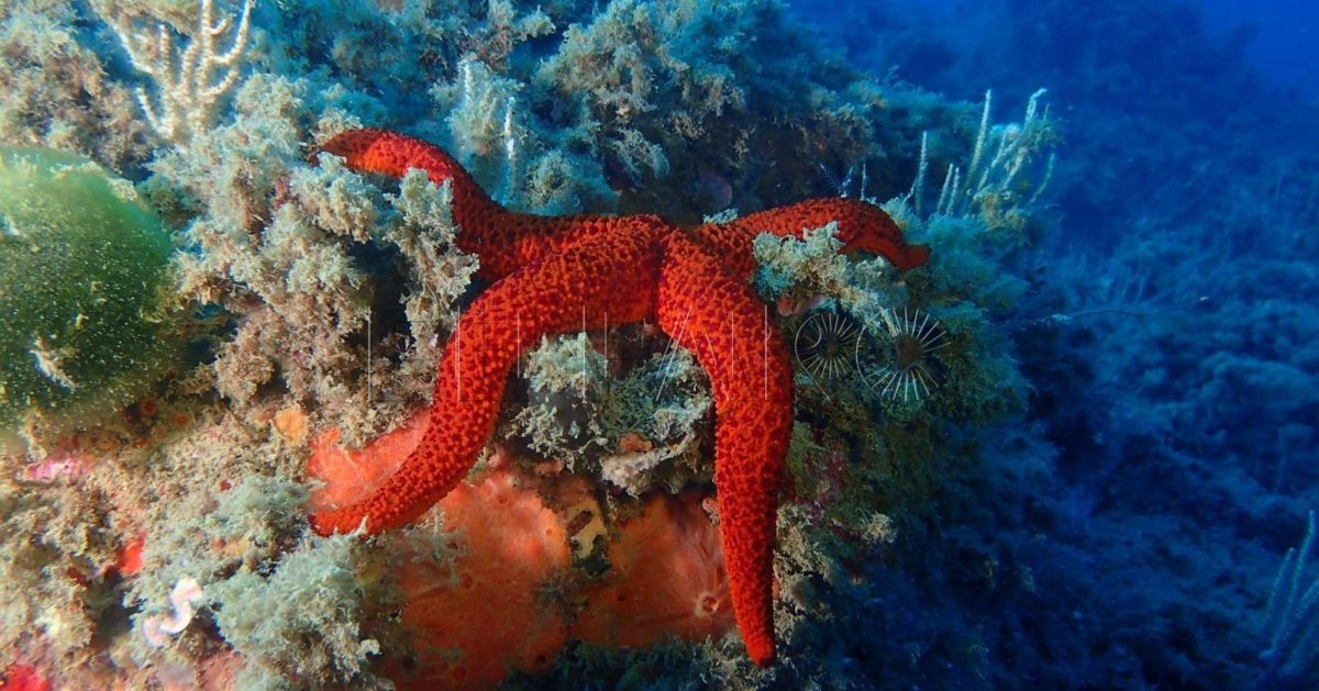 Estrella de mar e1718095263704 El proyecto Sermares-2024 presenta los desafíos actuales de la conservación marina