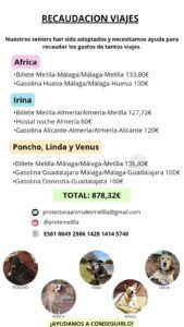WhatsApp Image 2024 06 06 at 10.39.30 La Protectora de Animales de Melilla recauda dinero para que 5 perros senior lleguen a sus nuevos hogares