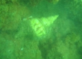 WhatsApp Image 2024 06 19 at 13.15.50 Guelaya encuentra una especie de caracola protegida en el fondo del mar