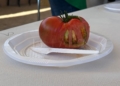 WhatsApp Image 2024 06 29 at 13.14.37 1 Más de 30 muestras se presentan al II Concurso de Cata de Tomates