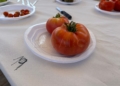 WhatsApp Image 2024 06 29 at 13.15.04 1 Más de 30 muestras se presentan al II Concurso de Cata de Tomates