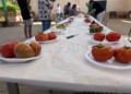 WhatsApp Image 2024 06 29 at 13.15.05 Más de 30 muestras se presentan al II Concurso de Cata de Tomates