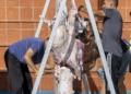 a548da1b 0903 469f a613 6b45d7768968 Los puntos de sacrificio se llenan de vecinos, siguiendo la tradición por el Eid al Adha