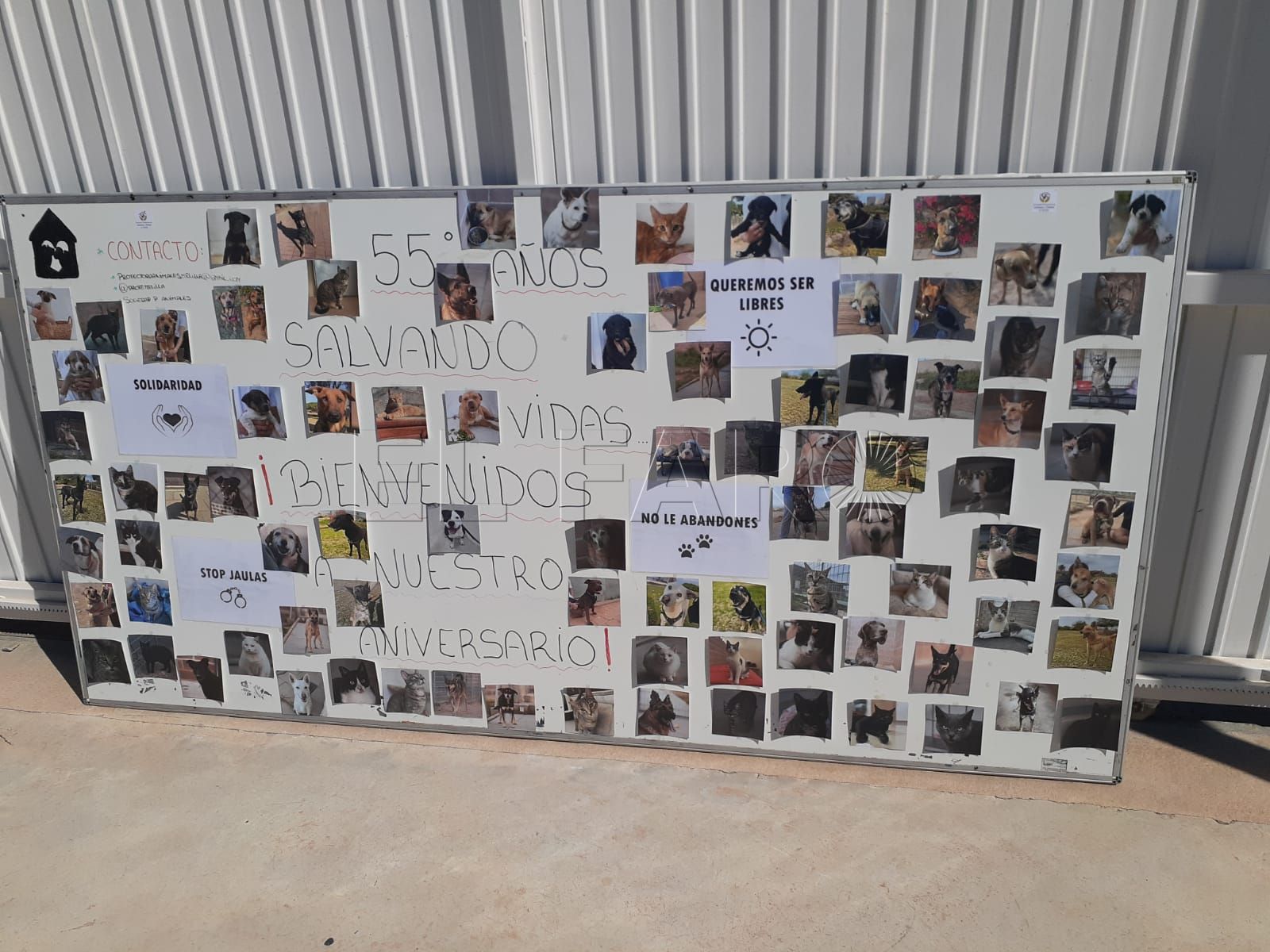 aniversario protectora La Protectora de Animales y Plantas conmemora su 55 aniversario
