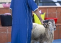 ce3a2964 4861 4380 8e18 c9591a3be0fc Los puntos de sacrificio se llenan de vecinos, siguiendo la tradición por el Eid al Adha