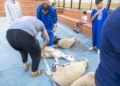 fafaaf15 1b2b 48fa 8a14 292f0565b306 Los puntos de sacrificio se llenan de vecinos, siguiendo la tradición por el Eid al Adha