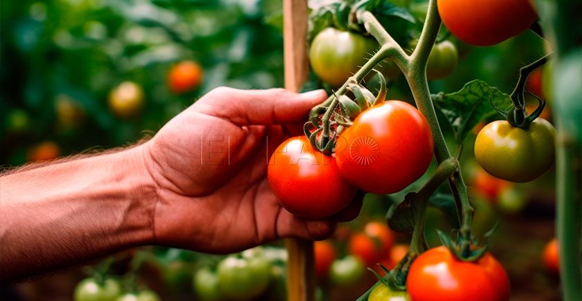 la revolucion de los tomates Noe y la revolución de los tomates