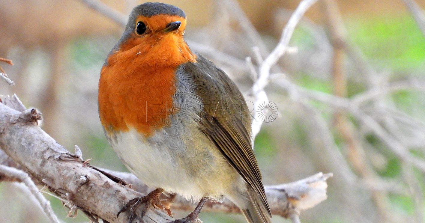 petirrojo Erithacus rubecula recorte Petirrojo