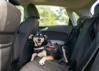 viajar en coche con mascotas 1624018465 Viajar por carretera con mascotas
