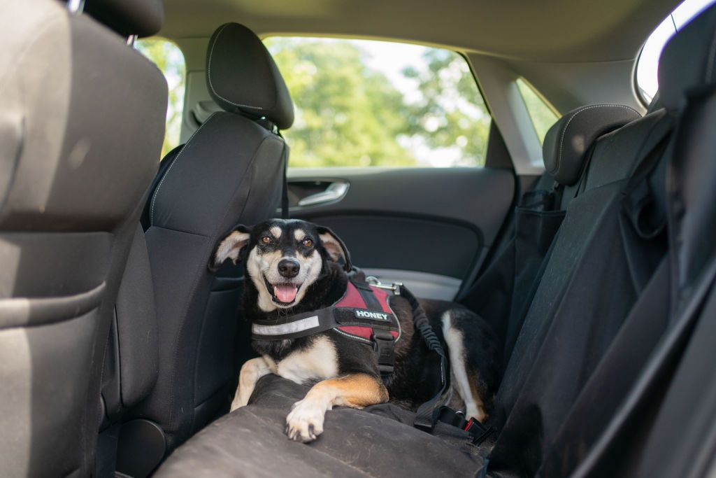 Viajar por carretera con mascotas