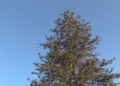 22ff96ce 6bb0 4324 9198 b4d25da7daaa La araucaria centenaria se mantendrá en la Casa de Socorro