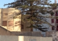 2430089f 85f5 4e3d 9ac8 1086d481f58b La araucaria centenaria se mantendrá en la Casa de Socorro
