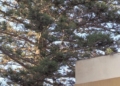 25f632b7 c402 493c b677 73951b2cfdd0 La araucaria centenaria se mantendrá en la Casa de Socorro