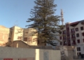 3b36b488 e348 4135 9f22 146c5aa3a51d La araucaria centenaria se mantendrá en la Casa de Socorro