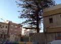 803c1126 de69 4b32 b39a ad3baf0db549 La araucaria centenaria se mantendrá en la Casa de Socorro