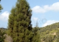 Araar Tetraclinis articulata 2 Araar