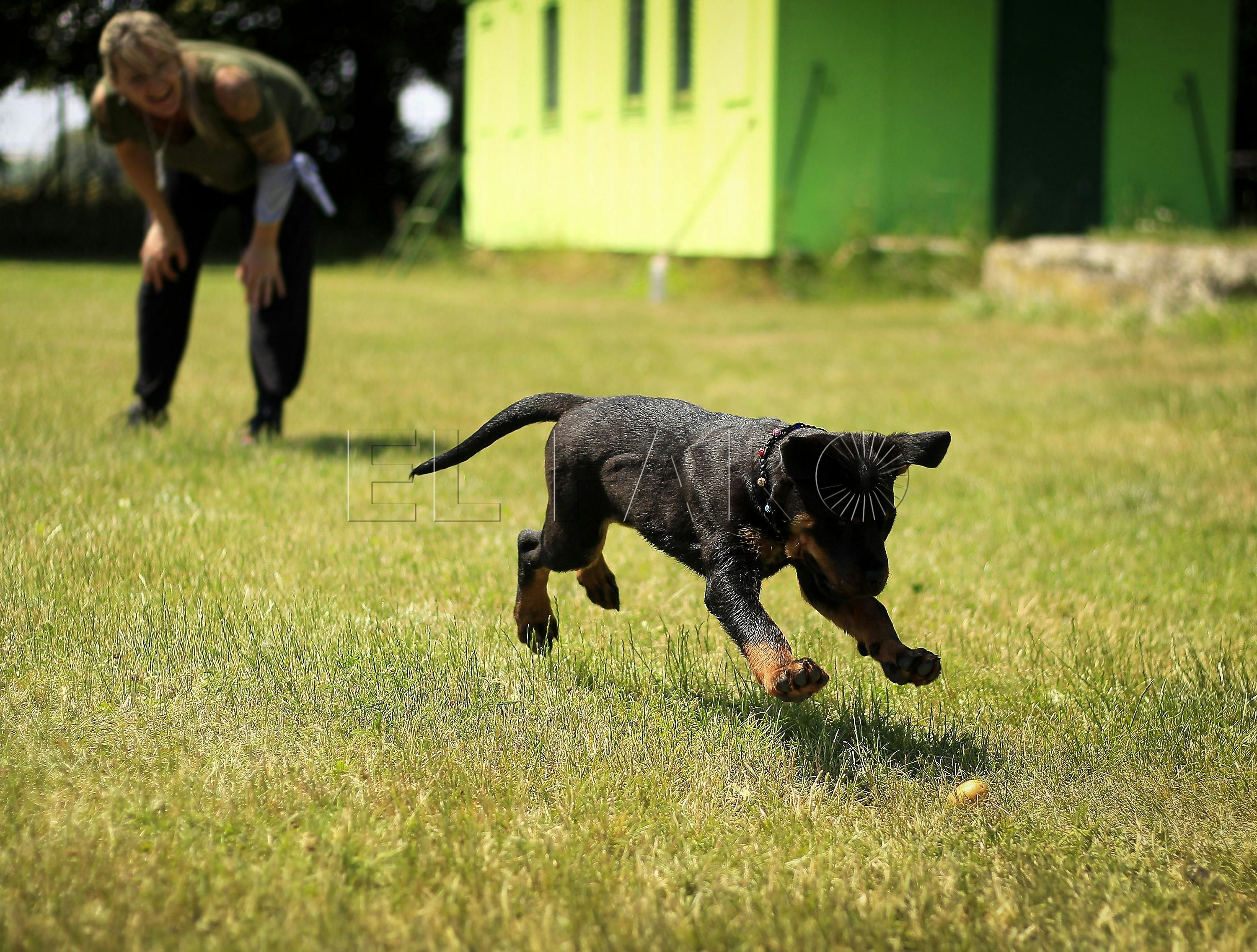 Cinco deportes divertidos y seguros para realizar con perros en verano