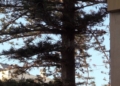 a7b71498 b7f2 4ce3 bf6c 824847109402 La araucaria centenaria se mantendrá en la Casa de Socorro