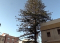 e26064b8 b178 4975 9172 2fd06839e4b1 La araucaria centenaria se mantendrá en la Casa de Socorro