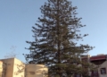 e6f6b4b3 015b 4c00 b270 5e4a6f4a1a28 La araucaria centenaria se mantendrá en la Casa de Socorro