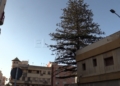 fa9593d2 fa36 49fa b948 73d1187f890a La araucaria centenaria se mantendrá en la Casa de Socorro