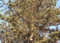 fe798015 01b0 4f94 91ba 15fde8376852 La araucaria centenaria se mantendrá en la Casa de Socorro