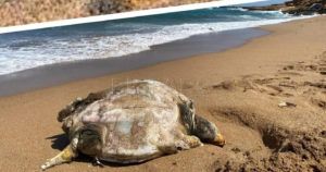 tortuga muerta recorte Aparece en Melilla una decena de crías de tortuga marina 'caretta caretta'