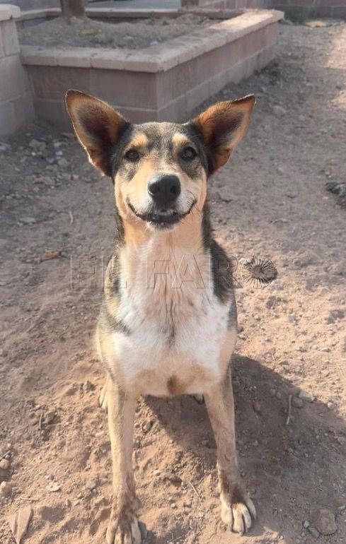 Luna busca un hogar