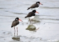 Ostrero euroasiatico Haematopus ostralegus. Mar Chica Ostreros. Paseos arriesgados por la orilla del mar