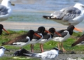 Ostreros en la Mar Chica junto a charranes y gaviotas patiamarillas Ostreros. Paseos arriesgados por la orilla del mar