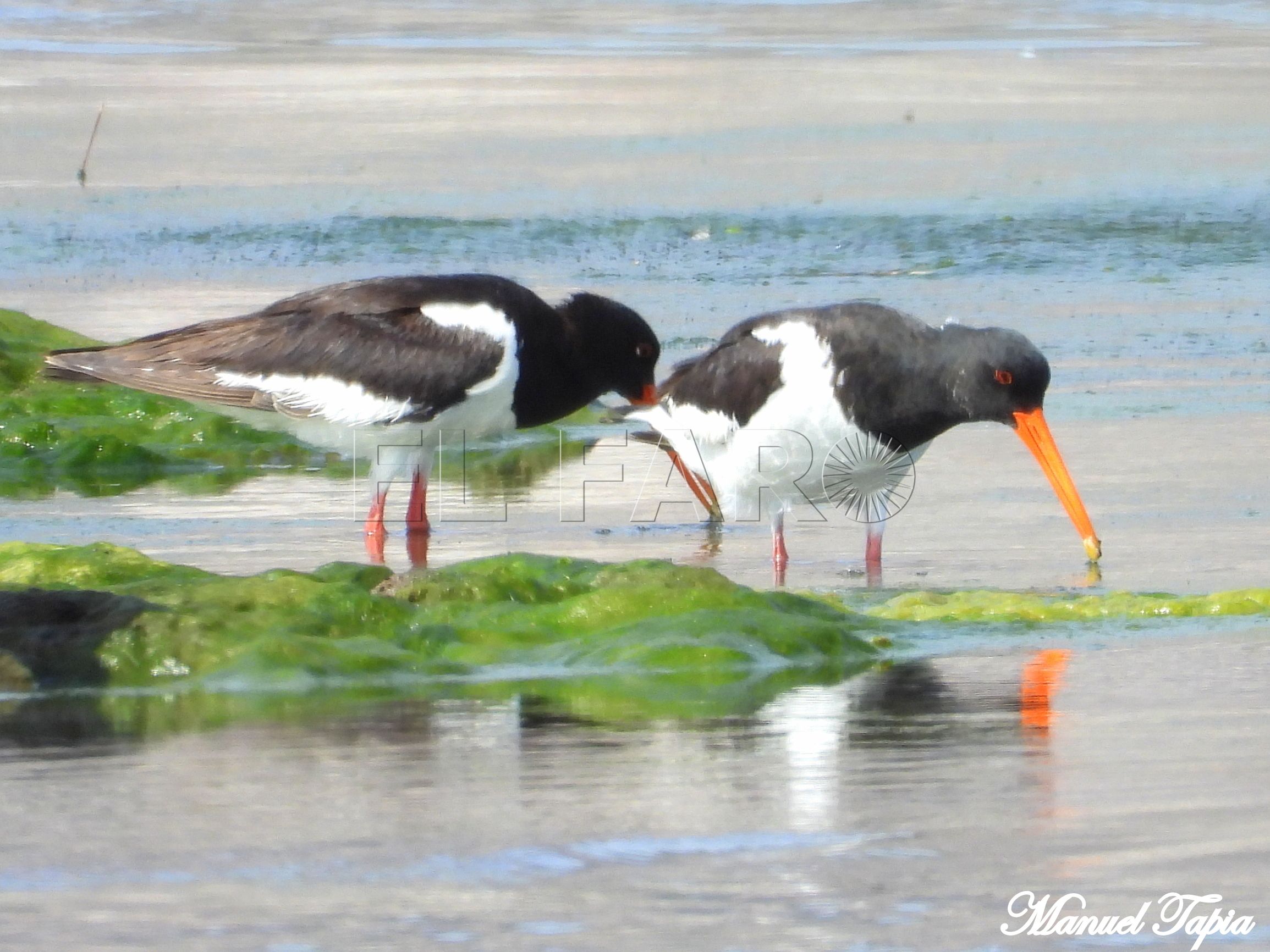Ostreros en la laguna de la Mar Chica