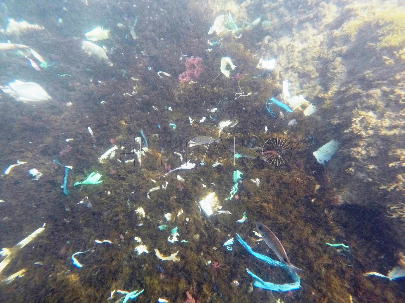 WhatsApp Image 2024 07 15 at 13.01.35 1 Los Galápagos mantiene limpias sus aguas pese a las rachas de Levante