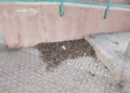 WhatsApp Image 2024 08 08 at 13.02.36 1 La Ciudad retira las hojas de los árboles en Ciudad de Málaga y Virgen de la Victoria